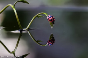 ... Tiny ladybird captured looking at her reflection in early morning dew