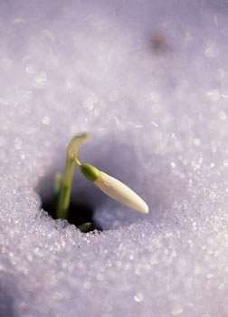 Fleur qui pousse en hiver