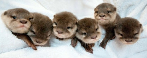 Adorable Baby Otters at Six Flags Great Adventure (Photo Credit: Andy ...