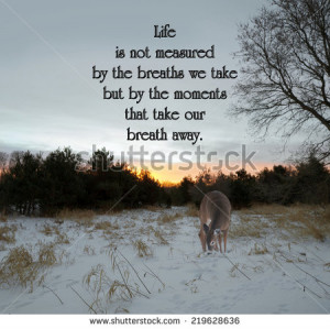 Inspirational quote on life by an unknown author with a lone doe ...