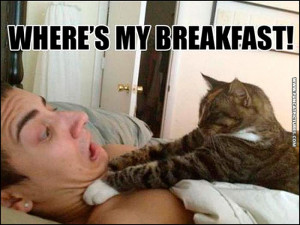 funny-cat-pictures-cat-wants-breakfast
