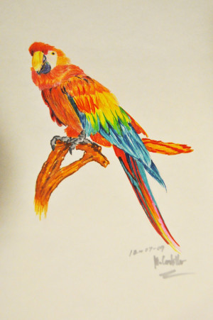 Displaying 18> Images For - Colorful Parrot Drawing...