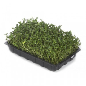 Black Sunflower Seed 2kg - Organic