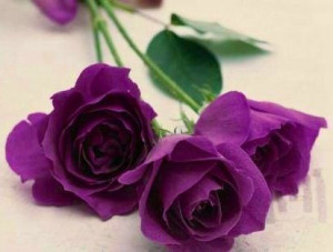 Purple Roses via Lovely Roses Facebook page