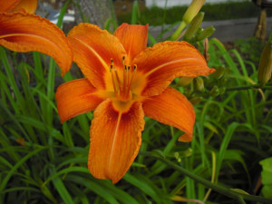 Orange Tiger Lily Image