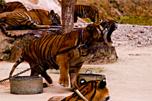 ... Yannasampanno, the Tiger Temple, Thailand. Seth Rosenblatt (c) 2006