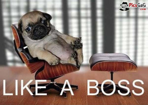 ... chair with wordings cute pug wallpaper funny pug sayings wallpapers