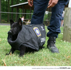 One Of The New K9 Recruits For The Local Police...