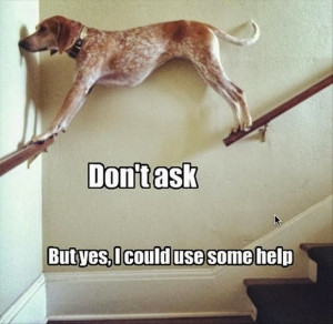 Funny dog | Now that's talent! lol