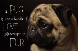 pug is like a bundle of love gift-wrapped in fur!