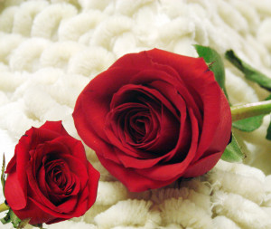 Las dos rosas rojas por Bobbi Jones Jones