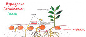 Asexual Reproduction Vegetative Propagation