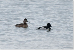... sighting as 4 American ducks are blown off course to Standlake, UK