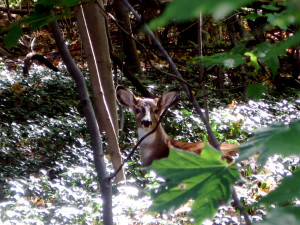 Quotable Creation Care: Irenaeus