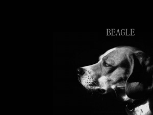 Dogs BEAGLE
