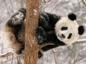 Tag: Funny Panda Wallpapers, Backgrounds, Photos, Images andPictures ...