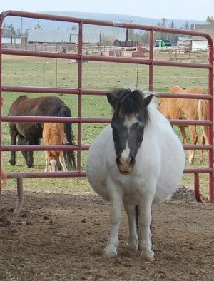 Help Your Mare Have a Safe Delivery