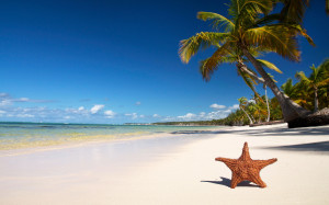 Tropical beach starfish Wallpapers Pictures Photos Images