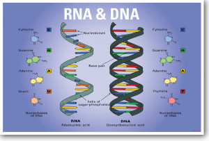DNA & RNA Biology NEW CLASSROOM BIOLOGY SCIENCE POSTER