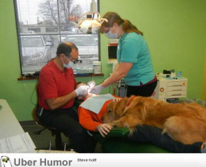 ... on Facebook, dog helps little boy get over his fear at the dentist