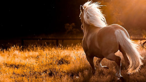 Beautiful Horse Hd Wallpapers 2013