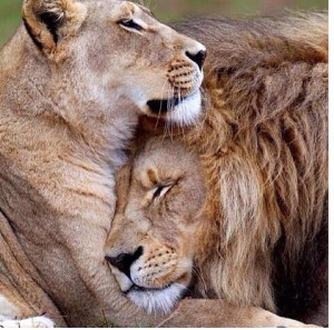 Description Lions Love