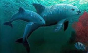 En peligro de extinción especies marinas por culpa de la mano del