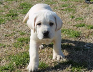 White Lab Puppies For Sale...