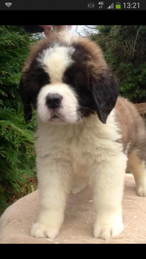 St Bernard Puppy