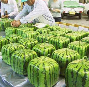 HOW (AND WHY) SQUARE WATERMELONS ARE MADE