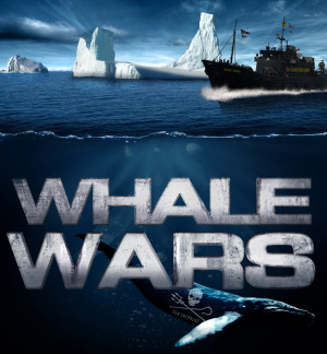 Wars Come Baleias Programa Sea Shepherd Tripula Animal Planet