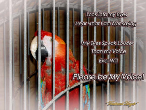 Parrot quote