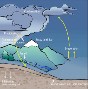 Diagram of the water cycle