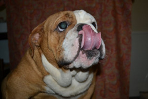 English Bulldog Puppy. Bulldog Quotes. View Original . [Updated on 06 ...