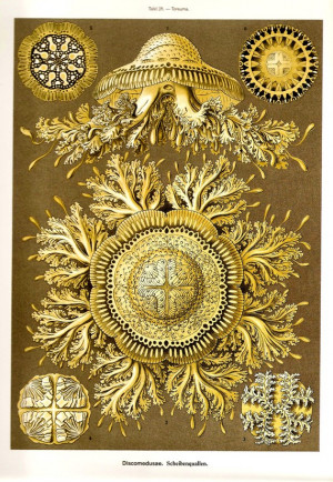 Ernst Haeckel Jellyfish Art