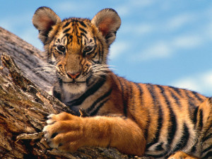 Tiger Cub animal wallpaper