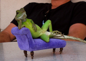 Funny Lizards | Images-Photos