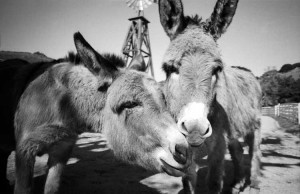 ... jpg my workes from roaming donkey love donkey love by artofmilica