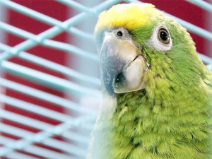 Should the law be amended to punish use of animals to offend? - The ...