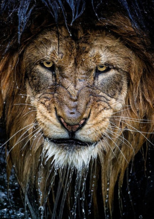 Majestic_lion.jpeg