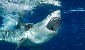 Great-White-Shark-Diving-5.jpg#great%20white%20440x260