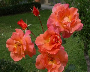 Orange Rose Plants Picfly Html