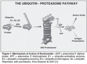 Proteasome Inhibitor Bortezomib