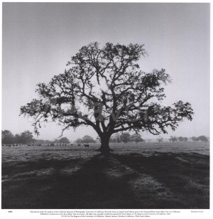 Oak Tree, Sunrise by Ansel Adams art print