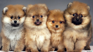 Cute White Teacup Pomeranian Puppies