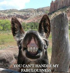 ... funny stuff donkeys face funny donkeys humor funny photos smile