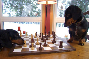 The wiener dog who thinks he's more of a celebrity than he really is ...