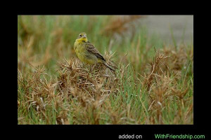 Grassland Yellow finch