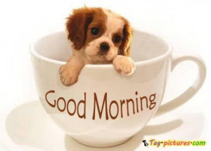 good morning cup dog pictures - Newest pictures