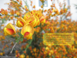 ... hostility to evaporate. ~Albert Schweitzer #kindness #quote #flower